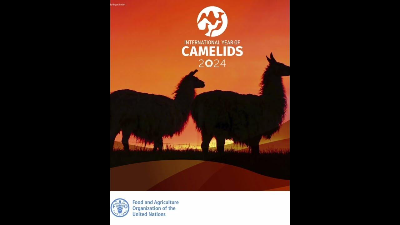 2024 International year of camelids 2024 Année internationale des
