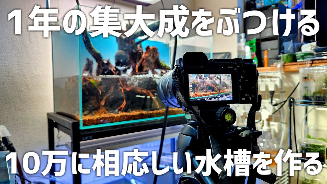 I'm serious. I'm going all out at the end of the year. I'm