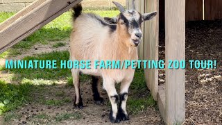 Tour of Li’l Country Store & Miniature Horse Farm & Petting Zoo! Ronks Lancaster County PA!