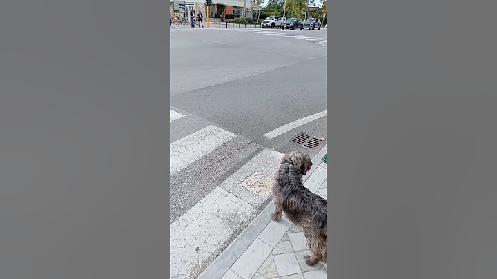 😍Cane intelligente ‼️✨Forte dei Marmi ✨✨ Toscana 💖💖💖