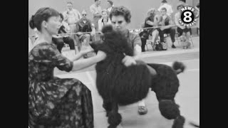 San Diego Poodle Club match November 1960