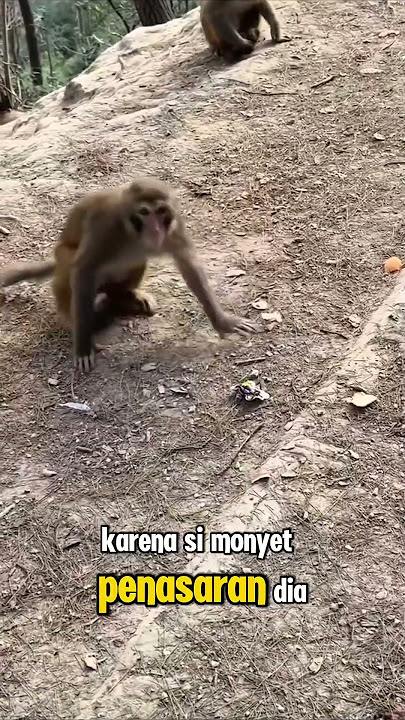 Sc Credit : gofurovkhumoyun      Monyet Kaget! Reaksi Lucu Saat Mendengar Suara Petasan Mainan