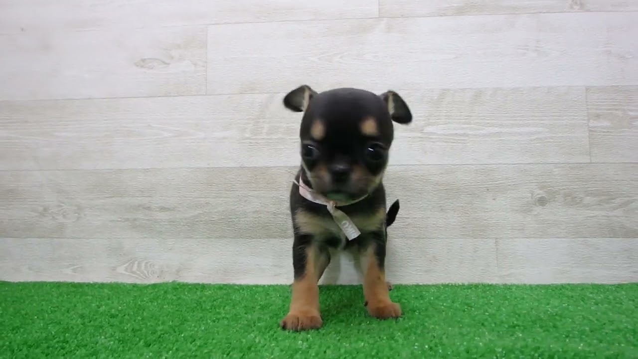 Coo&RIKU No.00747869 チワワ（スムースコート） - YouTube