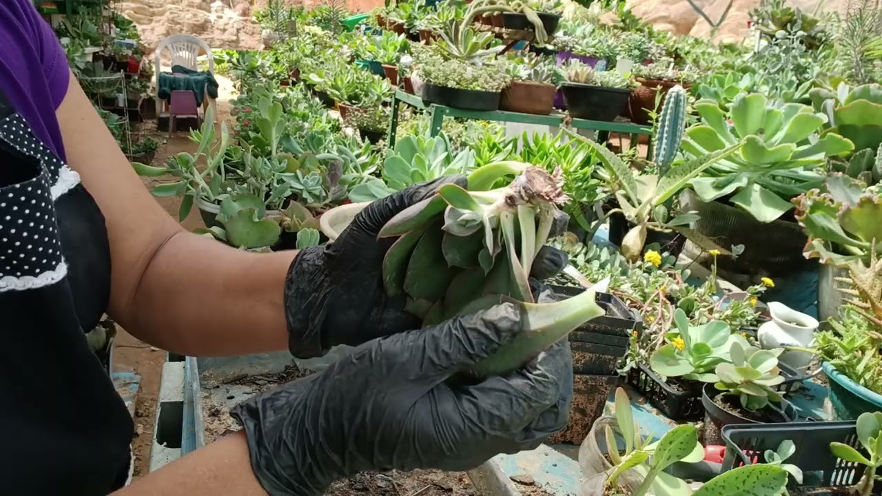 Como faço plantio de mudas por folhas e +#suculentas #vemcomigo 