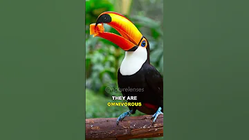 Toucan | One Of The Most Unique Birds On Earth