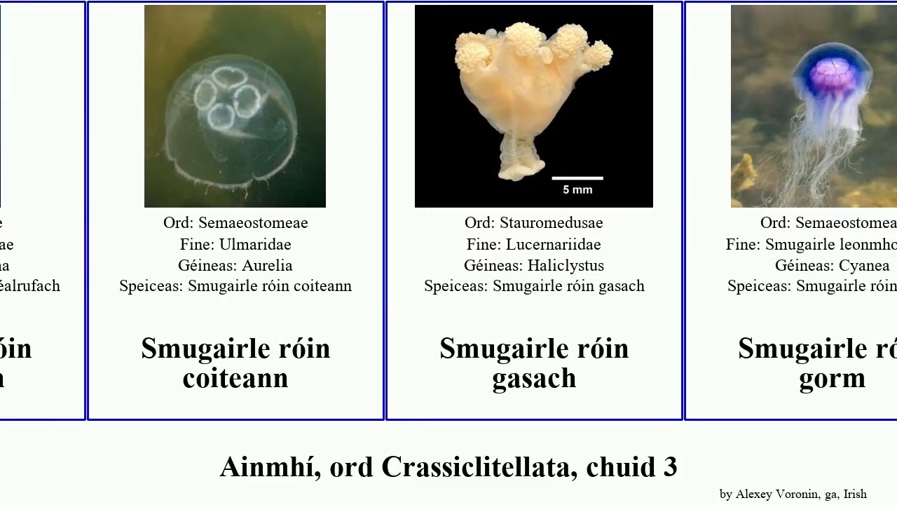 Ainmhí, ord Crassiclitellata, chuid 3 smugairle róin spúinse protopterus animal mara trachea gorm