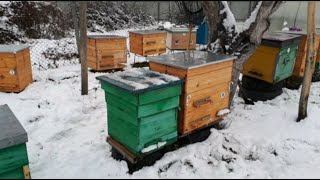 Осмотр пчел в марте. Подкормка медом. Зимовка в омшанике.