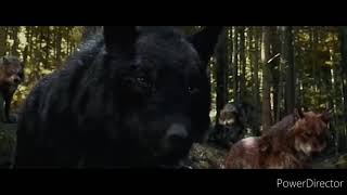 Twilight Wolves/ Dream It Possibile