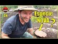 Descobrindo espécies novas na Amazônia