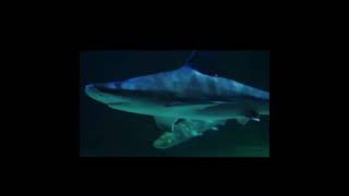 Harrison Okene Survived Crashed Boat