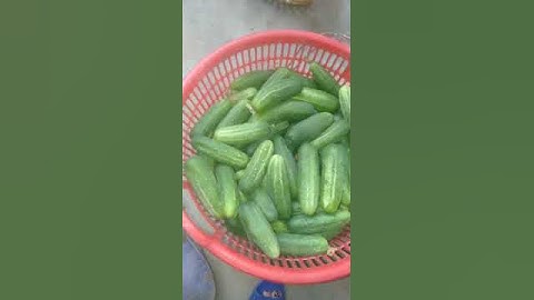 dưa chuột nếp ta gửi khách sỉ không đủ hàng