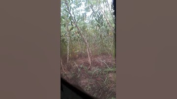 Tiếng gà rừng gáy #gàrừng #tienggarung