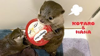 Otter Kotaro Gets Angry at Greedy Hana