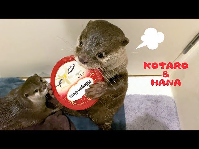 カワウソコタローとハナ　人の物を欲しがるハナにキレるコタロー　Otter Kotaro Gets Angry at Greedy Hana