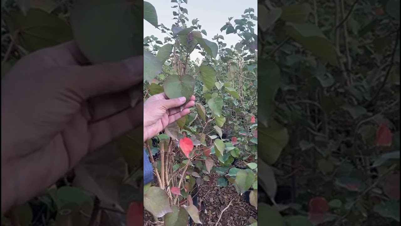 تغطية مشاتل الجابر (ابوحصه)بالخرج