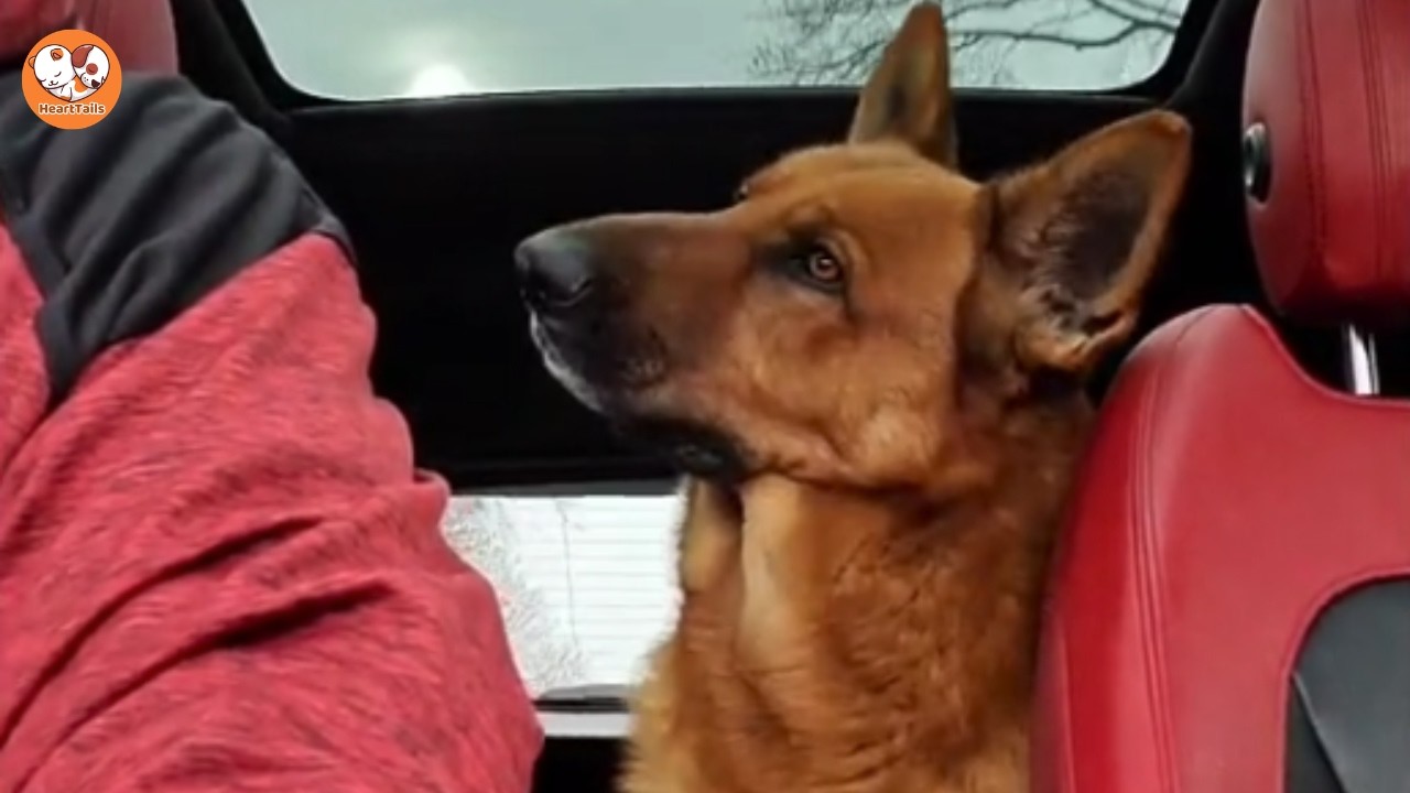 Not Just a Dog: Why He Loves Buddy Like One of His Sons