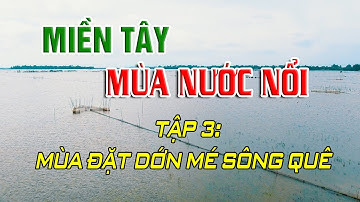 MIỀN TÂY MÙA NƯỚC NỔI | MÙA ĐẶT DỚN MÉ SÔNG QUÊ