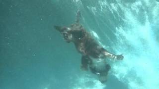 Lagotto Romagnolo Diving Underwater