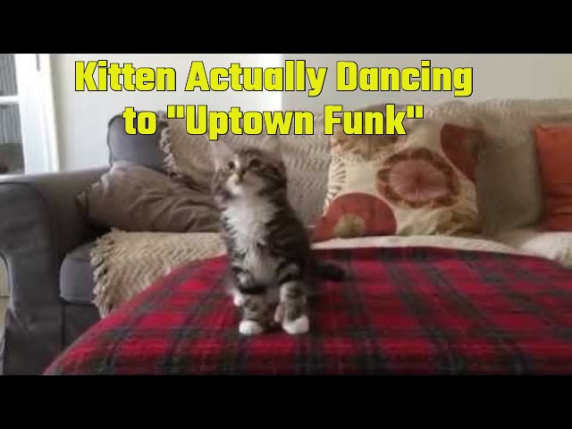 Un Chaton Danse Sur Uptown Funk Un Chaton Danse Sur Uptown Funk