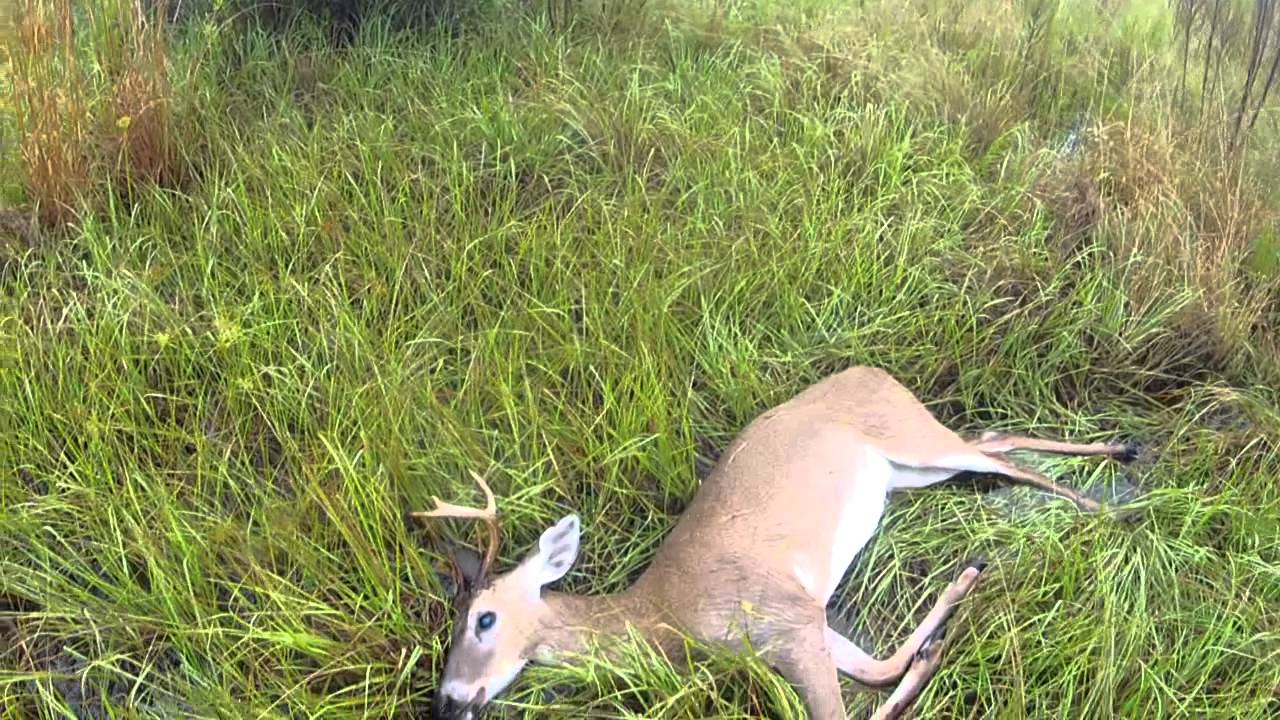 WMA Deer Hunt YouTube