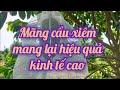 mãng cầu xiêm tại bằng tăng Ô Môn TPCT