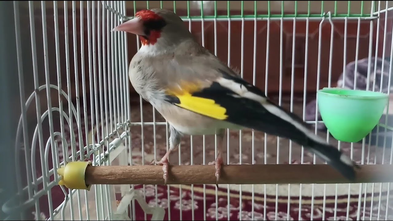 Trained Gold Finch Singing