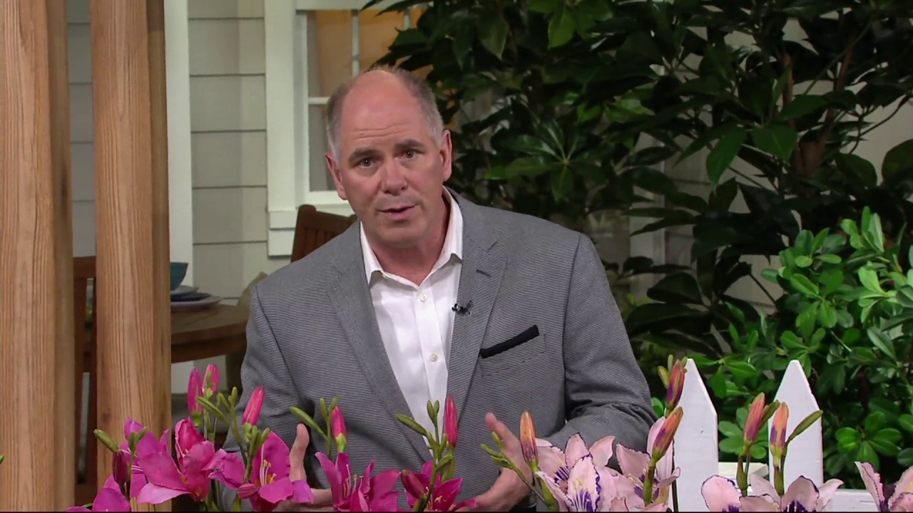 Cottage Farms 6-pc Fragrant Pretty in Pink Daylily Collection on QVC