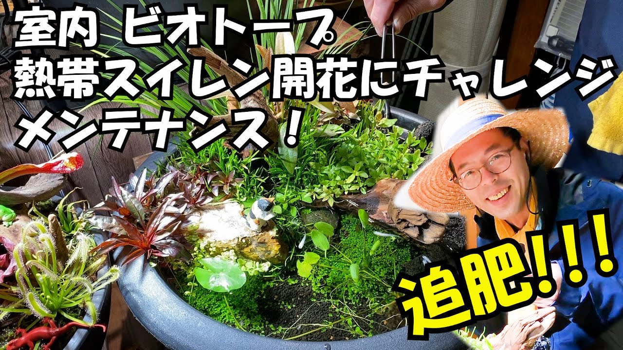 Challenge The Flowering Of Tropical Water Lilies With An Indoor Biotope The Second Fertilizer Youtube