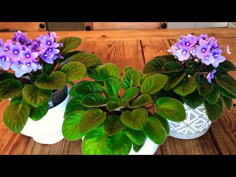 Video: Polvo blanco sobre hojas de violeta africana - Tratamiento de violetas africanas con mildiú polvoroso