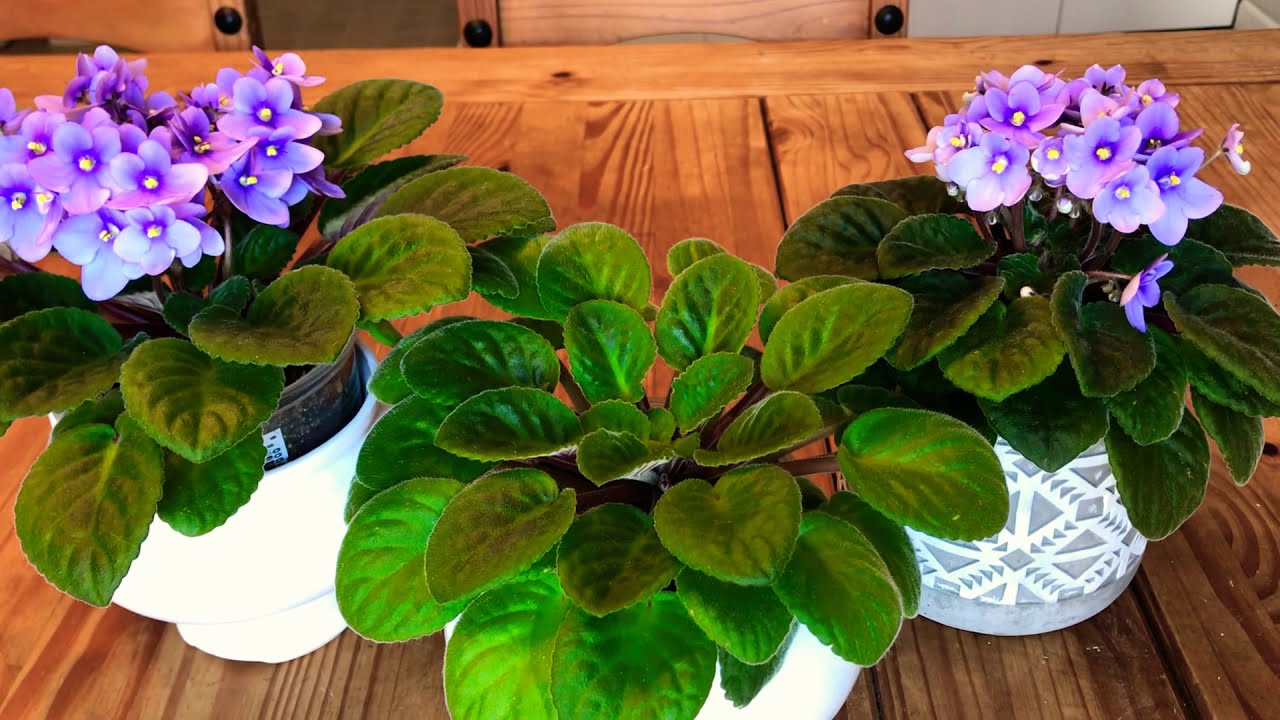 🍃como eliminar el polvo de las hojas 🍃 de las violetas africanas 🍃