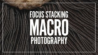 Introduction to Focus Stacking using Helicon Focus screenshot 5