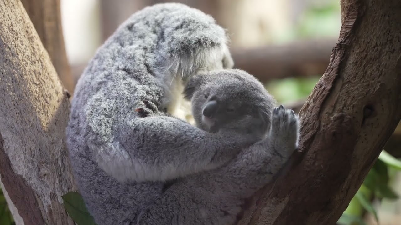 Koala baby video zoo,zoo baby animals,Zoo Videos Leipzig