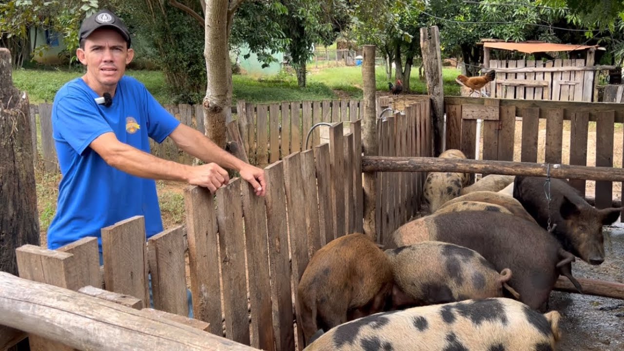 ELE PRODUZ DE TUDO NO SÍTIO E MANTÉM UMA RÚSTICA CRIAÇÃO DE PORCOS CAIPIRA