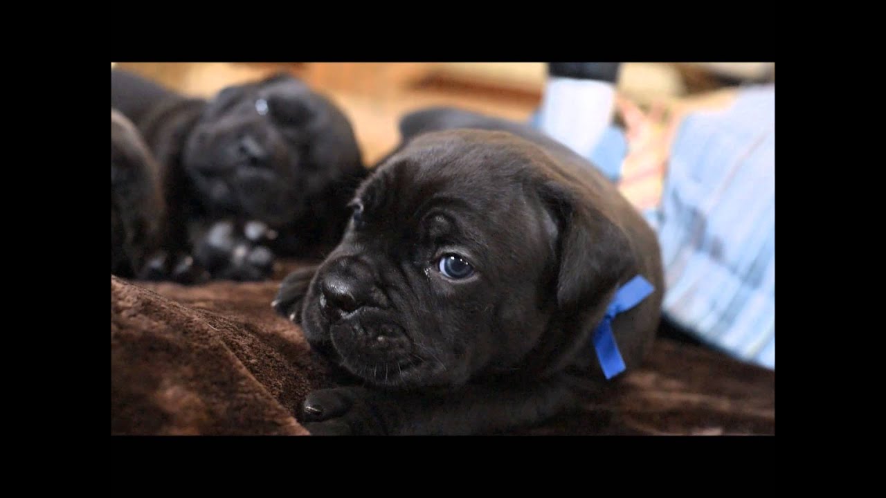 illinois university FIDECORE CANE CORSO PUPPIES HD