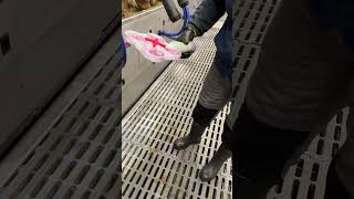 California Milk Test Cmt-Test How To Check Cow For Infection In Milk