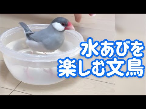 春の陽気にお外で水浴びを楽しむ文鳥よもぎ　癒し動物　面白い動物　Java sparrow
