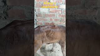 lmp virus  #vairalvideo #cow #veterinary #trending #comedy #baffalo #@#s#t#v#c#r