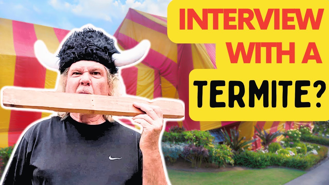 What's Behind The Sudden Termite Takeover In South Bay Homes?