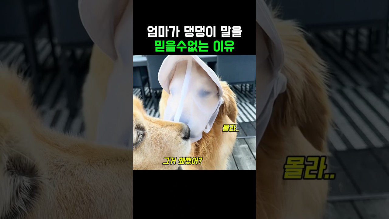 엄마가 댕댕이 말을 믿을수없는 이유