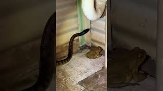 Brainy Python v Cane Toad 🐸🐍 #outback #nature #snake