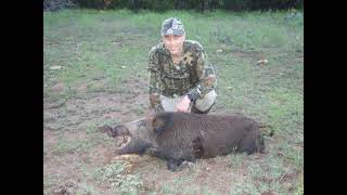 Hog down, Oct 2, 2021, San Saba Texas