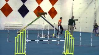 3-21-15 Vito USDAA Biathlon Standard Q