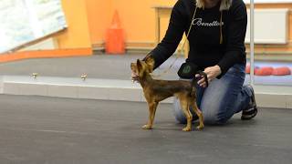 Snou Mirekl Gvozd Programmy