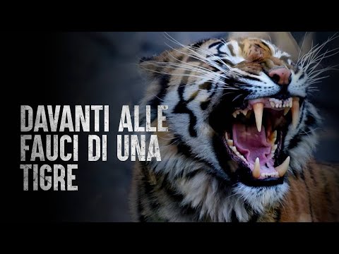 Video: Perché si chiamano tigri?