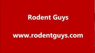 Pomona Gopher Control | Rodent Guys