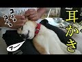 柴犬小春　【恍惚犬】お初の綿棒耳かき体験でうっとりｗ