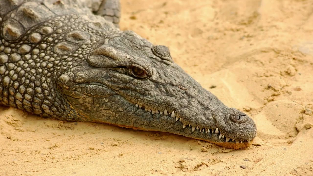 MrBeast and the Enchanted Treasure Hunt: A Magical Adventure