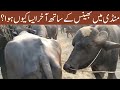 Beautiful murrah buffalo bull with buffalo // Bull with buffalo in maweshi mandi // Animals Cart
