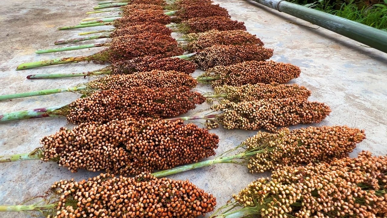 One Of The Best Backyard Grain Explosive Metabolism YouTube