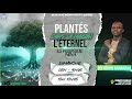 Plantes dans la maison de leternelils prosperent ps92v14